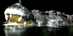 Australian man, 60, uses pocket knife to fight off crocodile.jpg