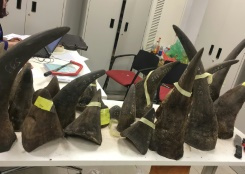 Vietnam gives longest ever jail term for trading rhino horn.jpg