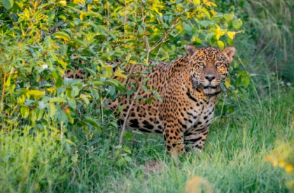 Jaguar released in Argentina to help endangered species.jpg