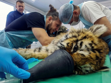 Russian baby tiger fights for life after frostbite, surgery.jpg