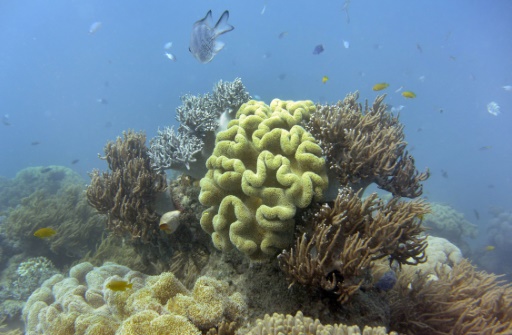 Great Barrier Reef suffers 'widespread' bleaching event