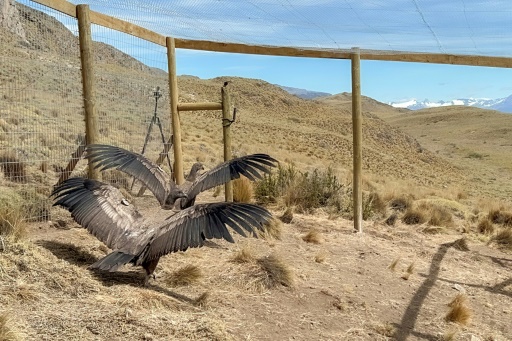 Rescued condors spread wings in Chilean Andes