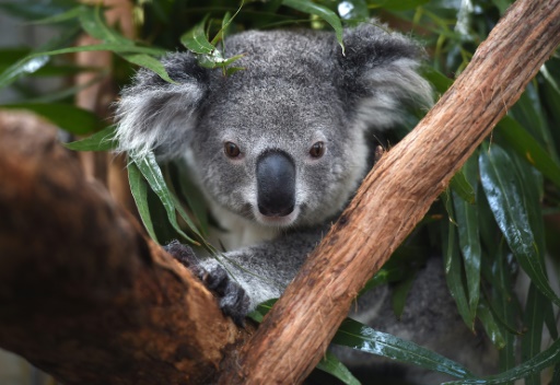 Australia warns koalas 'endangered' as numbers plunge