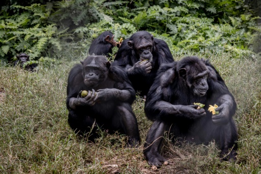 Shelter for traumatised apes in DR Congo's strife-torn east