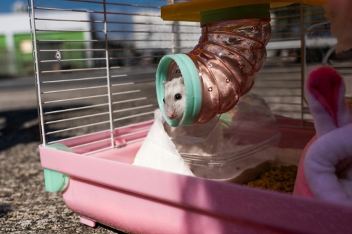 Fury over Hong Kong's mass cull of hamsters and small pets