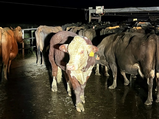 No bull: New Zealand bovine rides raging floodwaters