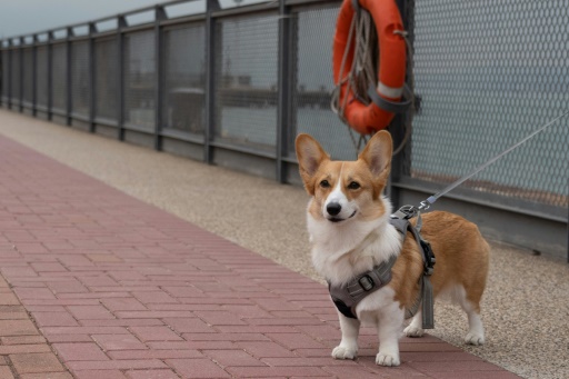 Pet owners go private to jet 'fur babies' out of Hong Kong