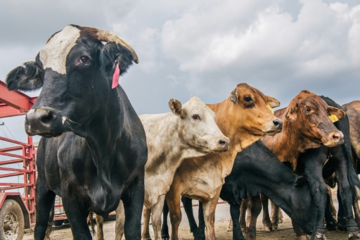 Moo-ve over: Loose cow stops cars on California freeway