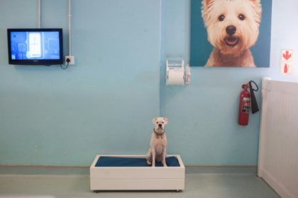 South Africa's luxury dog hotels give paws for thought.jpg