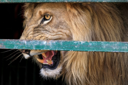 Once-starving lions roar back to life in Sudan sanctuary.jpg