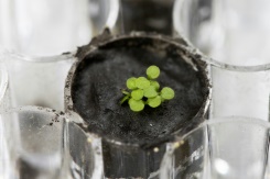 Scientists successfully grow plants in soil from the Moon