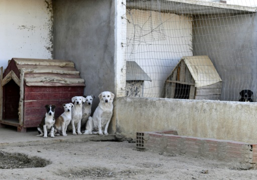 Dangerous stray dogs pose culling dilemma in North Africa