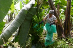 Ecuador banana industry slips over war in Ukraine