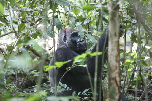 Gabon counts on visitors to help preserve great apes