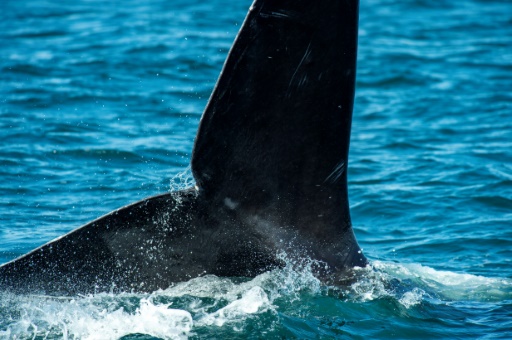 Endangered North Atlantic right whales make a stand in Cape Cod