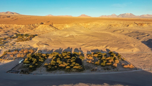 'Kind of complicated': Growing grapes in the world's driest desert