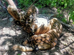 Three critically endangered Sumatran tigers killed in Indonesia