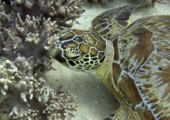 Summer heatwave bleaches 91% of Great Barrier Reef: report