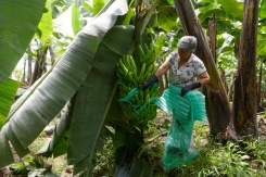 Ecuador banana industry slips over war in Ukraine.jpg