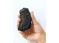 Giant tooth of ancient marine reptile discovered in Alps.jpg