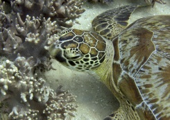 Summer heatwave bleaches 91% of Great Barrier Reef.jpg