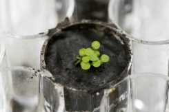 Scientists successfully grow plants in soil from the Moon.jpg