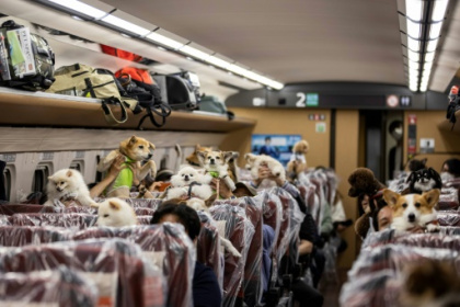 dogs ride Japan bullet train.jpg