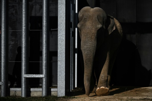 No, Happy the elephant isn't a person, New York's top court says