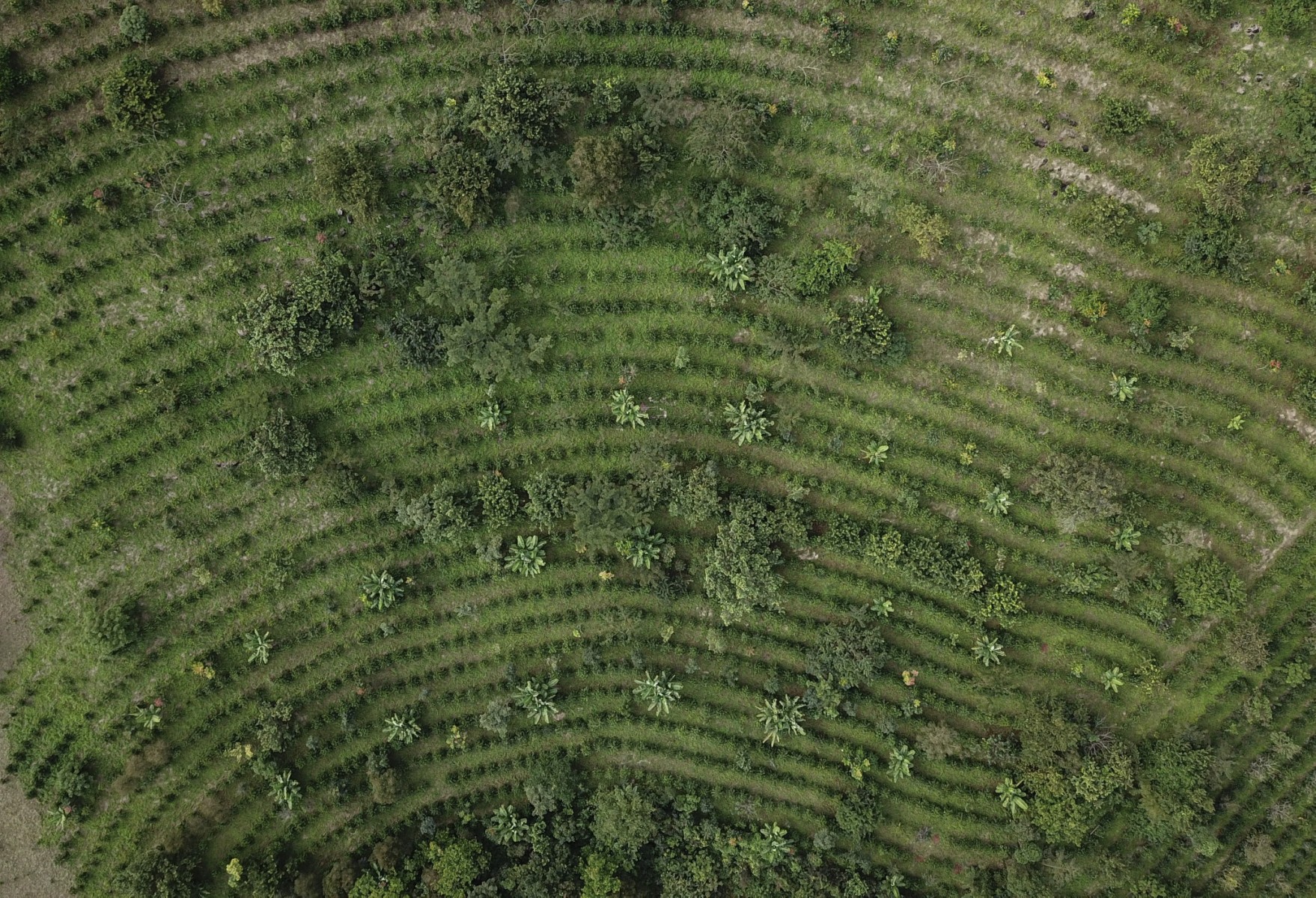 How coffee is saving a unique Mozambican forest