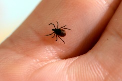 Over 14% of world has had Lyme disease: study