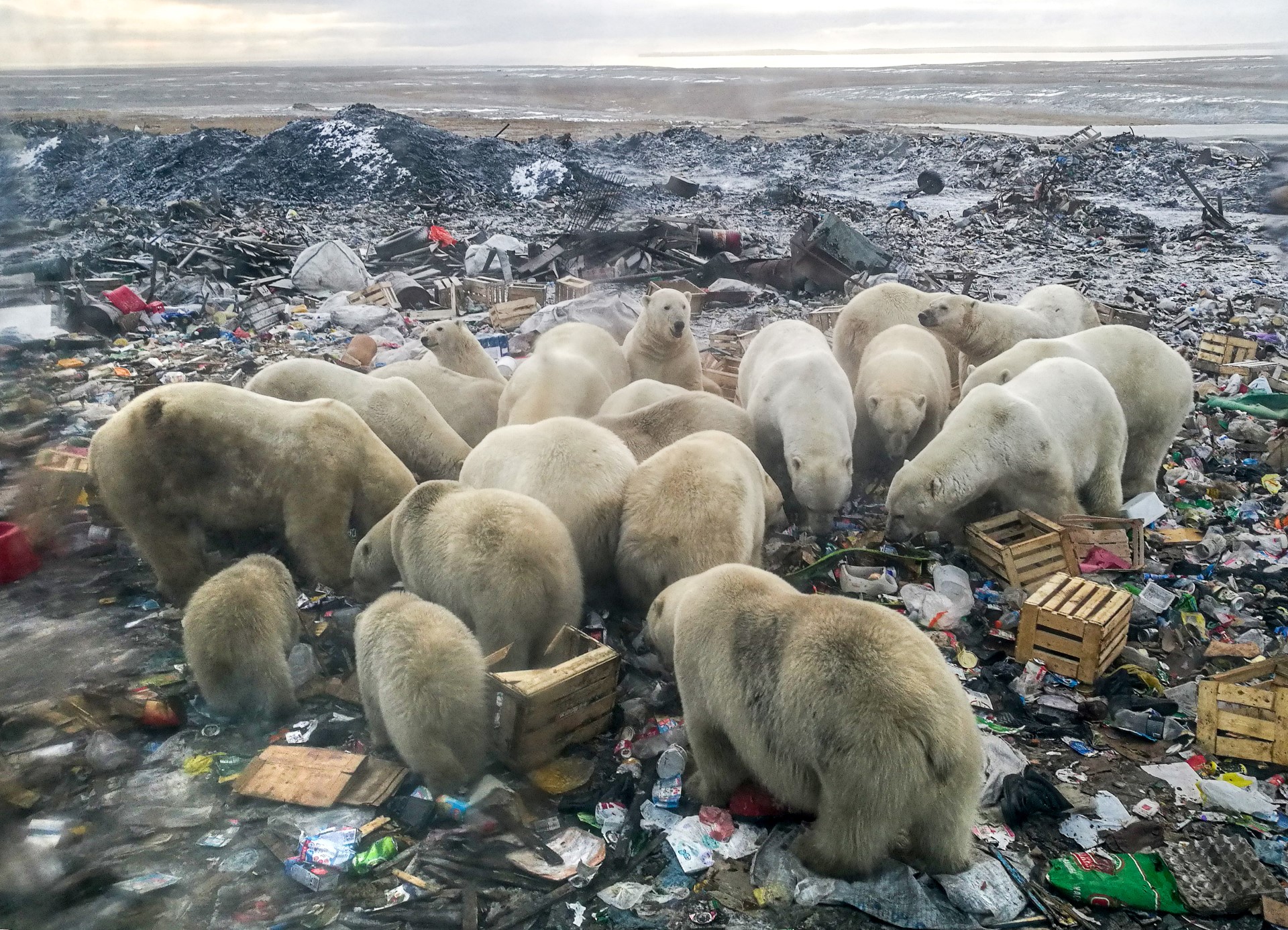 Human food waste 'threat' to polar bears: report