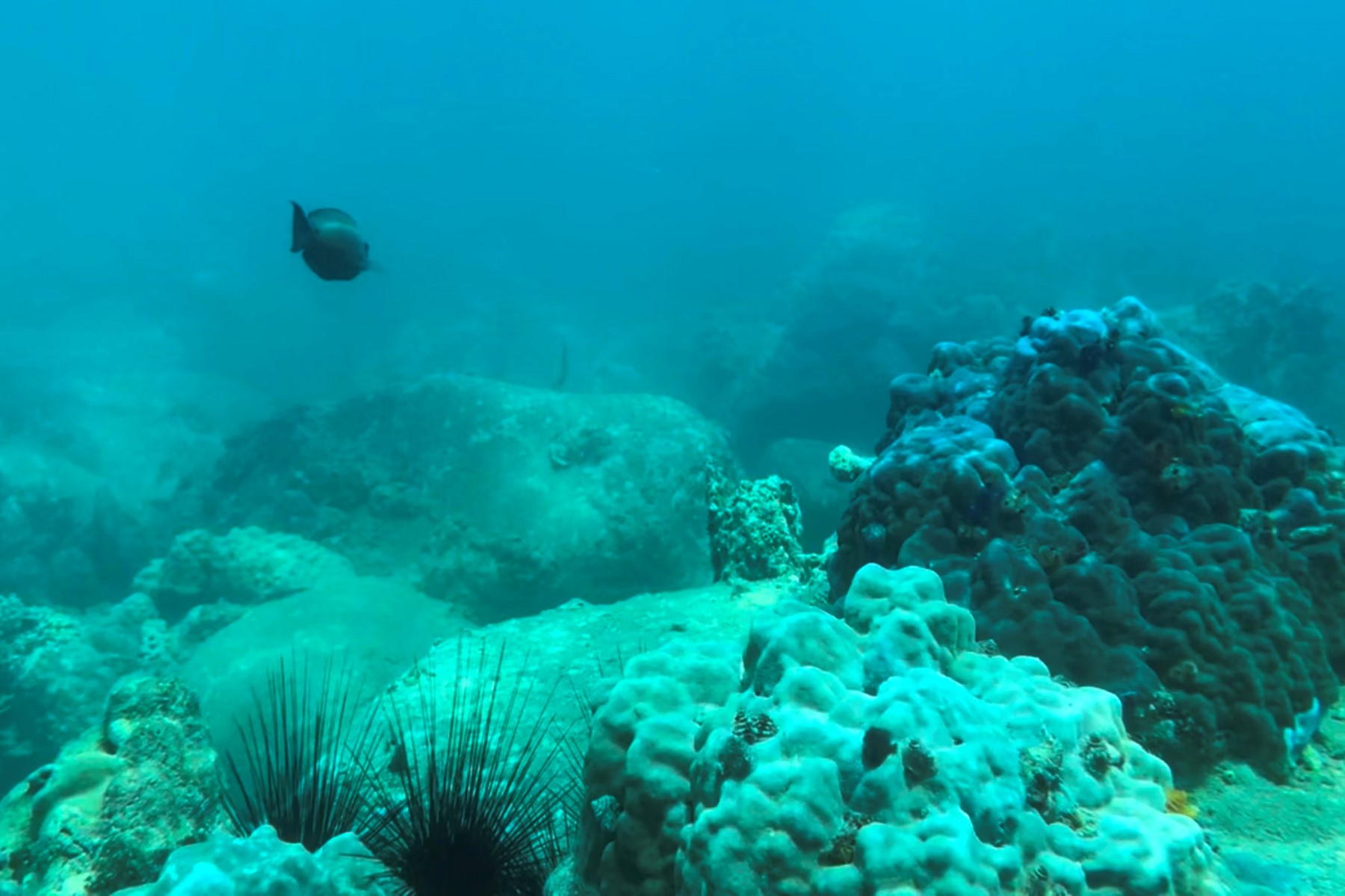 Vietnam halts scuba diving off popular island to protect coral