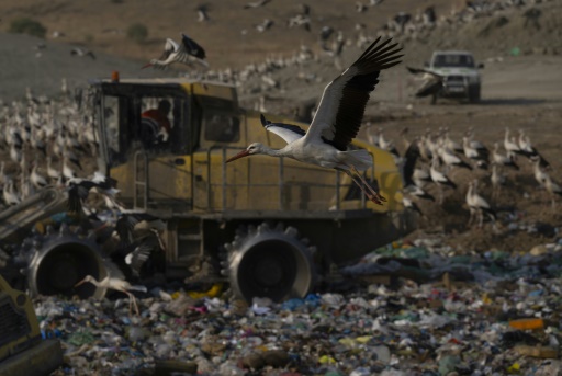 Storks give up migrating to live on landfill in Spain