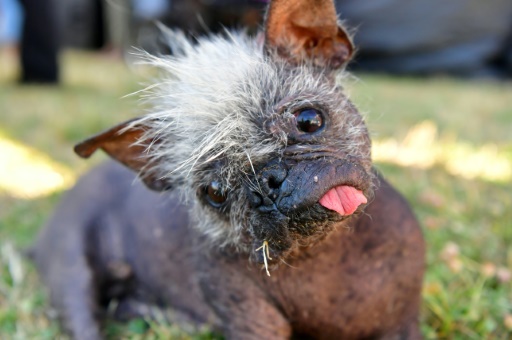 Check out the world's ugliest dog, Mr Happy Face