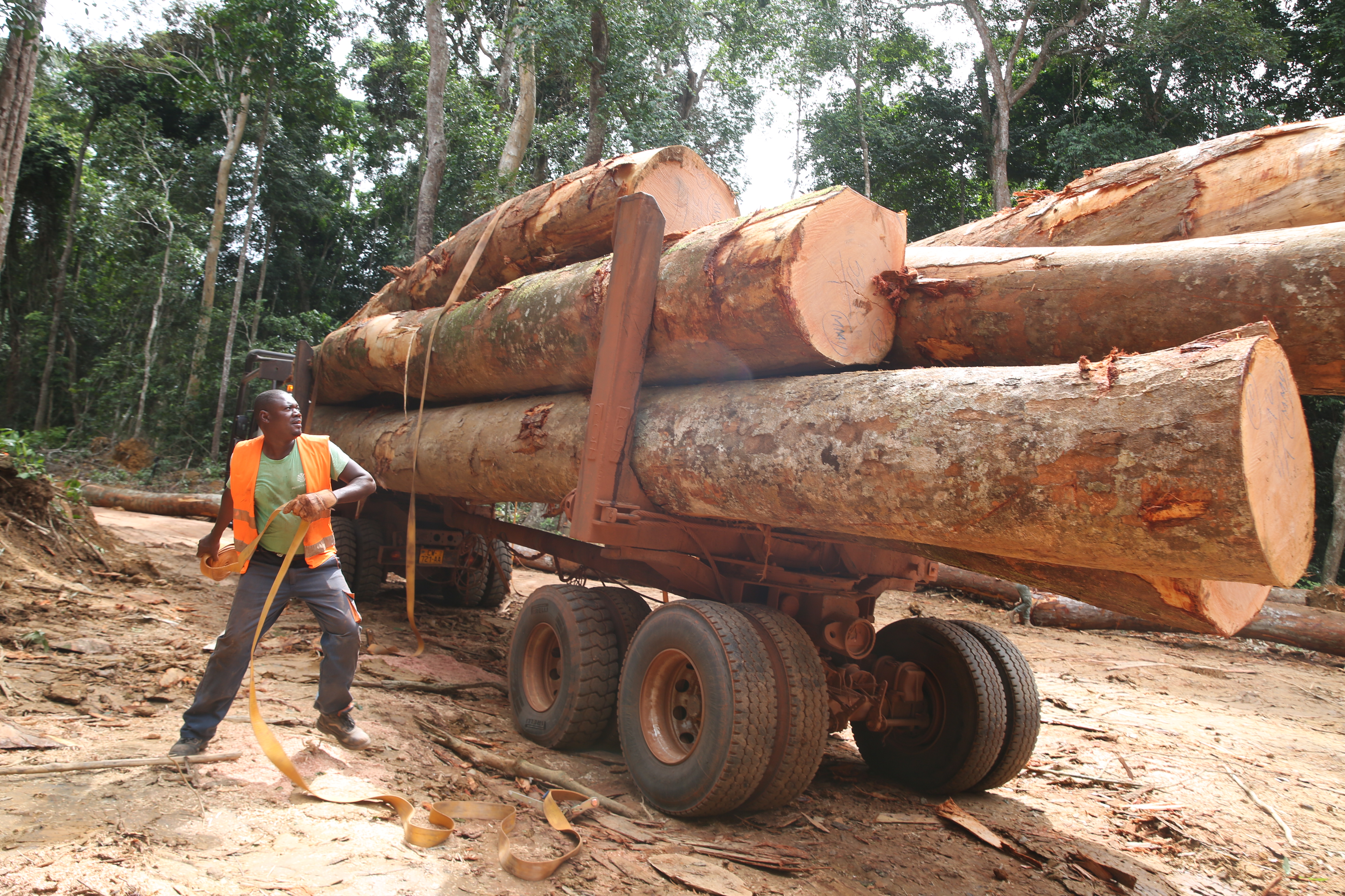 Time to put monetary value on conservation, says Gabon