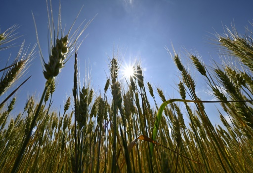 Cautious optimism at high-stakes WTO meet