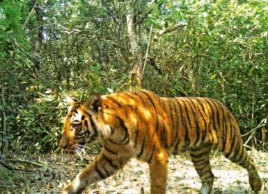 Wild tiger numbers higher than previously thought.jpg