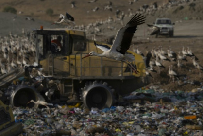 Storks give up migrating to live on landfill in Spain.jpg