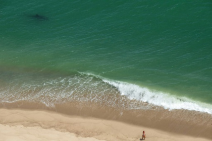 Why shark encounters are increasing along the US East Coast.jpg