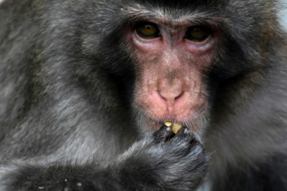 Marauding monkey caught, killed after dozens injured in Japan.jpg