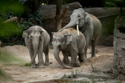 Deadly elephant virus stalks Zurich zoo.jpg