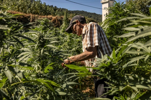 In Morocco hills, cannabis farmers bet on budding industry