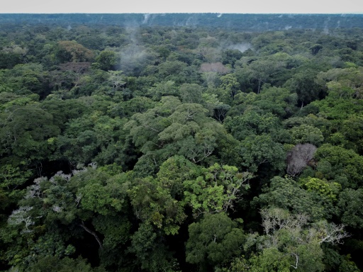 Scientists fight to protect DR Congo rainforest as threats increase