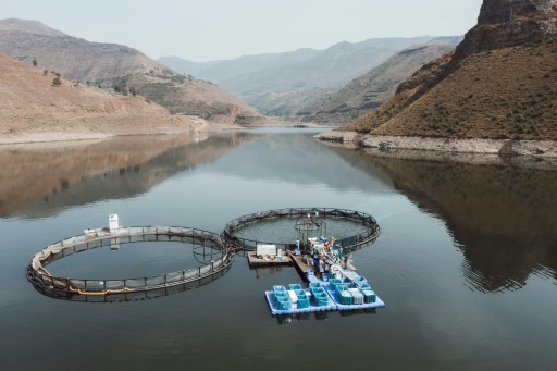 Mountainous Lesotho finds gold in trout fish farming