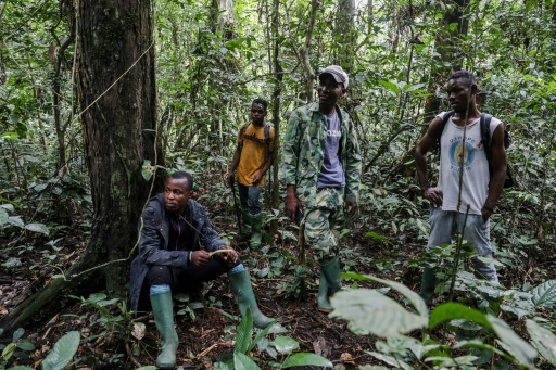 Hungry elephants, Cameroon farmers struggle to coexist