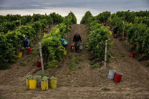 Ukraine's winegrower 'closest to the frontline'