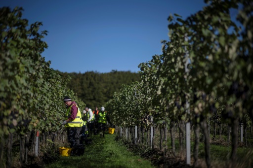 English winemakers toast summer heatwaves