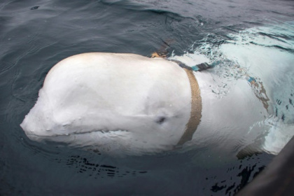 Health fears over Beluga whale spotted in France's Seine river.jpg