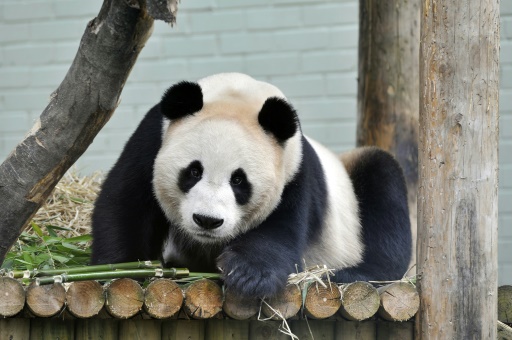 Hard to bear: UK's only panda pair to return to China