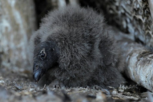 Chile preparing threatened condor chicks for release into wild